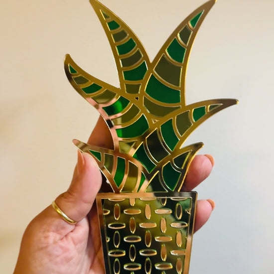 Video of acrylic snake plant