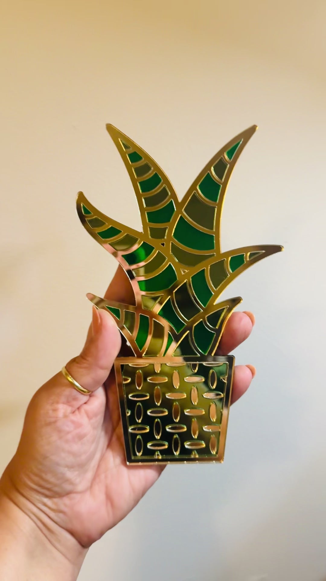 Video of acrylic snake plant